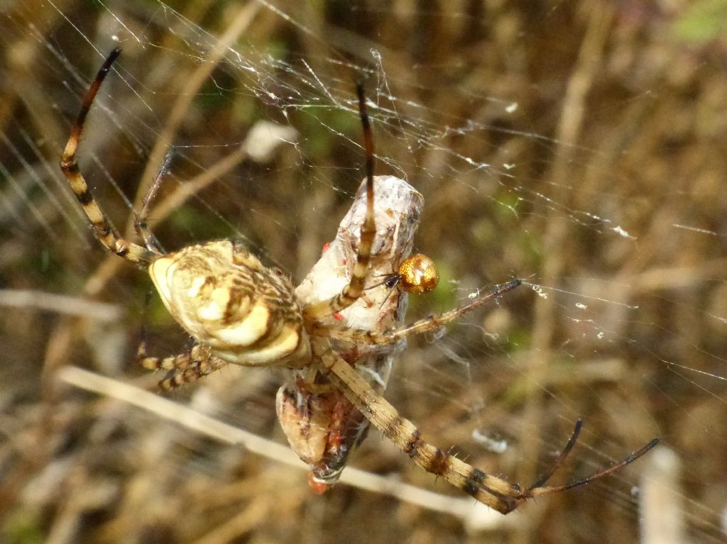 Araneidae - Argiope lobata